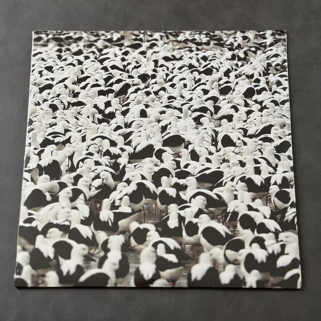 Stella Donnelly - Flood Vinyl LP 2022 Indie Pop Australian Singer